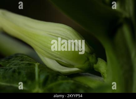 Papaya flower bud closeup. Pawpaw. papaw. carica papaya. Stock Photo