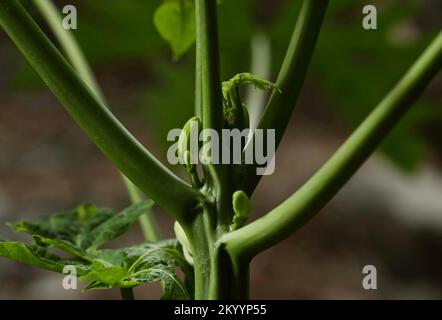 Papaya flower bud closeup. Pawpaw. papaw. carica papaya. Stock Photo