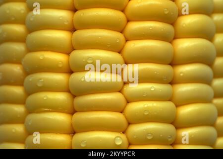 macro of fresh yellow corn kernels with water drops. Extreme close up of ripe maize background Stock Photo