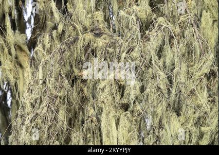Witch's Hair Lichen (Alectoria sarmentosa) in a spruce-fir forest. Kootenai National Forest in the Purcell Mountains, MT. (Photo by Randy Beacham) Stock Photo
