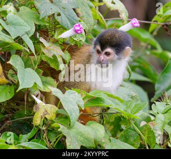 Central American Squirrel Monkey (Saimiri oerstedii) in rainforest canopy, Osa Peninsula, Puntarenas, Costa Rica. Stock Photo
