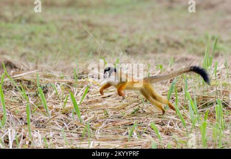 Central American or Red-Backed Squirrel Monkey (Saimiri oerstedii) running on the ground, Osa Peninsula, Puntarenas, Costa Rica. Stock Photo