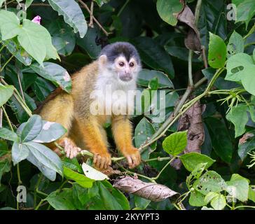 Central American or Red-Backed Squirrel Monkey (Saimiri oerstedii) in reinforest canopy, Osa Peninsula, Puntarenas, Costa Rica. Stock Photo