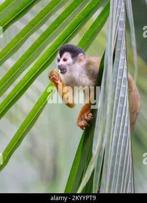 Central American or Red-Backed Squirrel Monkey (Saimiri oerstedii) eating a grasshopper in palm tree, Osa peninsula, Puntarenas, Costa Rica. Stock Photo