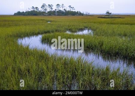Coastal marsh island and snaking waterway through cordgrass along the Tolomato River Boardwalk at Palencia in St. Augustine, Florida. (USA)