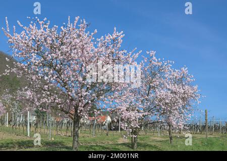 Almond blossom (Prunus dulcis) in Palatinate wine region close to Gimmeldingen,Germany Stock Photo