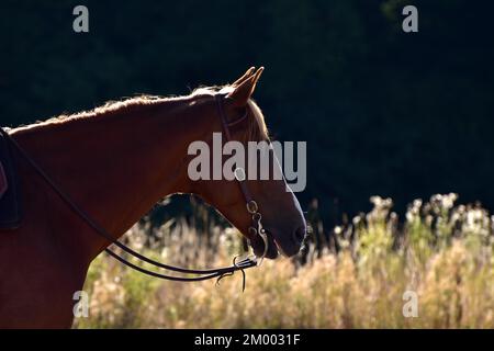 Head and neck of an American Quarter Horse stallion backlit with bridle and bit during training, western riding in a riding arena, Rhineland-Palatinat Stock Photo