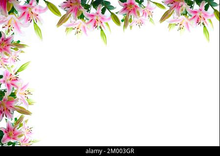 Lily flowers composition frame over white copyspace Stock Photo