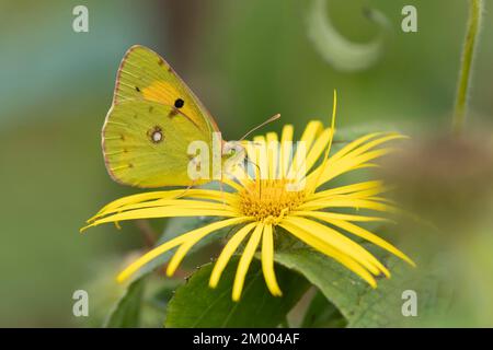 Clouded yellow butterfly (Colias croceus) adult feeding on a yellow flower in a garden, Kent, England, United Kingdom, Europe Stock Photo