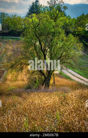 Almond tree isolated in a wheat field in the countryside. Abruzzo, Italy, Europe Stock Photo