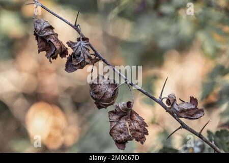 Branch with long thorns and crumpled dry leaves. Isolated on the blurry background. Abruzzo, Italy, Europe Stock Photo