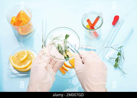 Laboratory glassware with plants and citrus fruits. top view Stock Photo