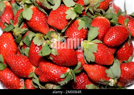 Pile of fresh strawberries fruit, the garden strawberry is a widely grown hybrid species of the genus Fragaria ananassa with its characteristic aroma, Stock Photo