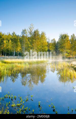 The first rays of sunlight bathe the birch forest and grasses in a warm light, clouds of mist drift across the water surface reflecting the vegetation Stock Photo