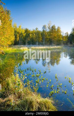 The first rays of sunlight bathe the birch forest and grasses in a warm light, clouds of mist drift across the water surface reflecting the vegetation Stock Photo