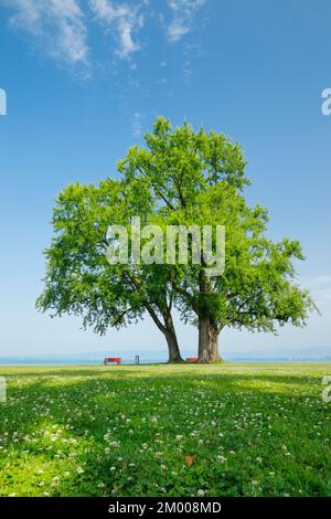 Large single silver maple on the shore of Lake Constance near Arbon in Thurgau Stock Photo