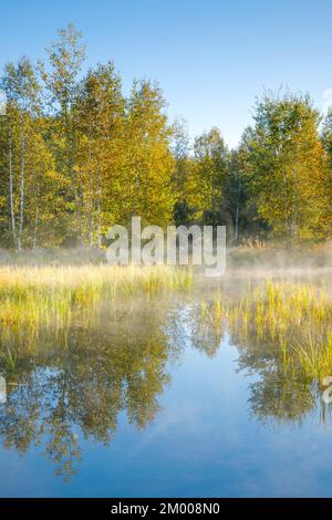 The first rays of sunlight bathe the birch forest and grasses in a warm light, clouds of mist drift across the water surface reflecting the vegetation Stock Photo