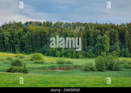 Boggy nature reserve near Uetzikon near Oetwil am See in the Zurich Oberland around Canton Zurich, Switzerland, Europe Stock Photo