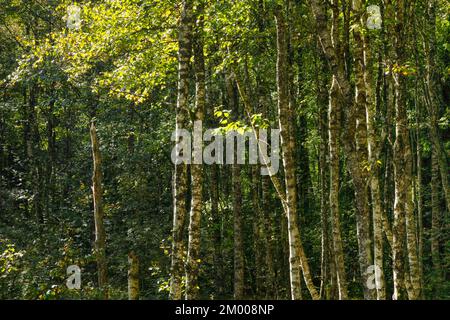 Abstract view of numerous moss-covered birch trunks in the forest, near Brot-Plamboz in the canton of Neuchâtel, Switzerland, Europe Stock Photo