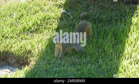 Los Angeles, California, USA 18th October 2022 A Squirrel at Hollywood Forever Cemetery on October 18, 2022 in Los Angeles, California, USA. Photo by Barry King/Alamy Stock Photo Stock Photo