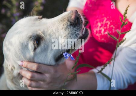 Cute golden retriever brought a flower to its owner Stock Photo