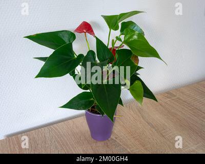 Red flamingo flower also known as laceleaf in a pot. Air purifying plant. Latin name of this plant is Anthurium andraeanum. Stock Photo