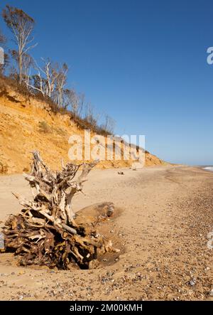 Skeletal trees lying on Covehithe beach, Suffolk UK Stock Photo