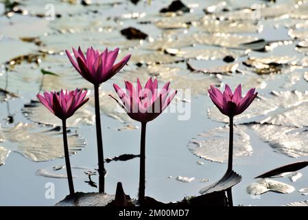 Four pink lotus flower in pond, Nelumbo nucifera, sacred lotus, Laxmi lotus, Indian lotus, Chikhli, Navsari, Gujarat, India, Asia Stock Photo