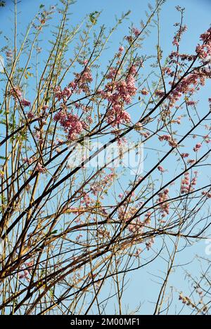 Spotted Gliricidia tree, Gliricidia Sepium, Valsad, Gujarat, India, Asia Stock Photo