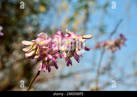 Spotted Gliricidia flower, Gliricidia Sepium, Valsad, Gujarat, India, Asia Stock Photo
