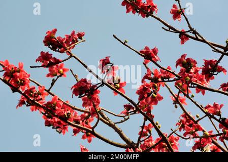 Silk cotton tree, Bombax ceiba, Valsad, Gujarat, India, Asia Stock Photo