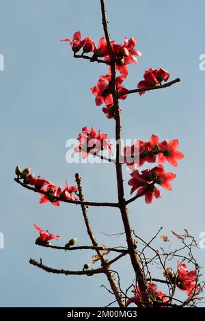 Silk cotton tree, Bombax ceiba, Valsad, Gujarat, India, Asia Stock Photo