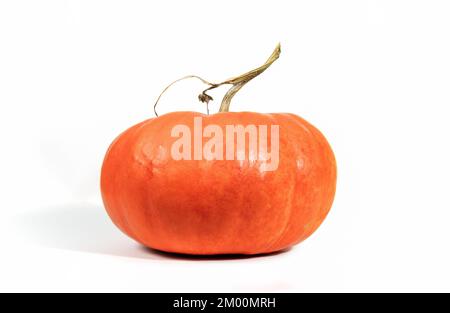 Nice ornamental pumpkin isolated on white background with shadow. Ripe ugly pumpkin, orange gourd. Harvest. Stock Photo