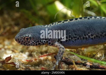 Closeup on an aquatic male alpine newt, Ichthyosaura alpestris , underwater Stock Photo