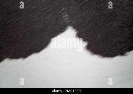 Close view of black and white cow fur texture Stock Photo