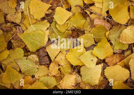 Background of yellow leaves. Beautiful autumn leaves lie in a dense carpet. View of fallen autumn leaves from above Stock Photo