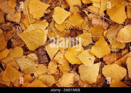 Background of yellow leaves. Beautiful autumn leaves lie in a dense carpet. A view from above of the fallen leaves of the poplar tree. Stock Photo