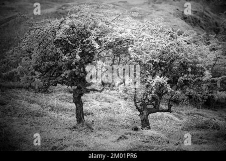 Monotone photograph of May blossom trees on Cannock Chase AONB Area of Outstanding Natural Beauty Stock Photo