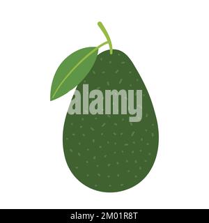Avocado. Whole raw green fruit. Hand-drawn colored flat vector illustration isolated on white background. Stock Vector