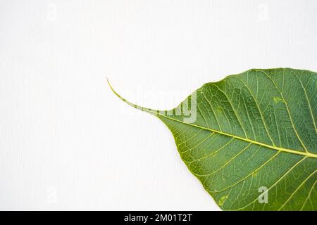 Peepal leaf or Bodhi leaf or sacred fig leaf isolated on white background, Green Peepal leaf on white background Stock Photo