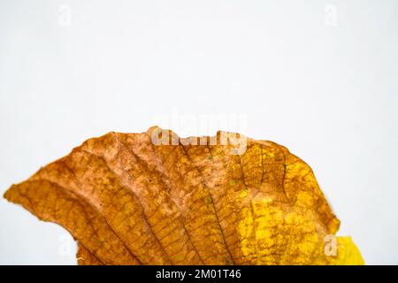 Golden teak leaf (Tectona grandis) .Leaves of golden teak fall from the deciduous to dry on the white background. stock photo Stock Photo