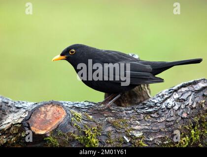 Wild male Blackbird in winter on Cannock Chase AONB Area of Outstanding Natural Beauty in Staffordshire England United Kingdom Stock Photo