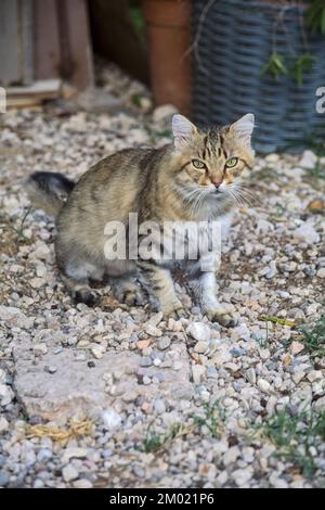 Striped cat staring at the camera Stock Photo
