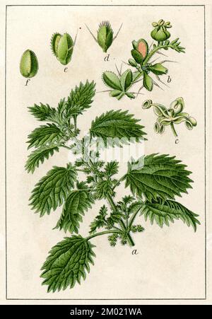annual nettle Urtica urens,  (botany book, 1905), Kleine Brennnessel Stock Photo