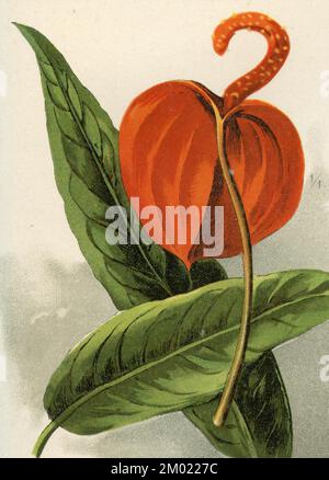 flamingo flower Anthurium scherzerianum, (garden book, 1896), Kleine  Flamingoblume Stock Photo - Alamy
