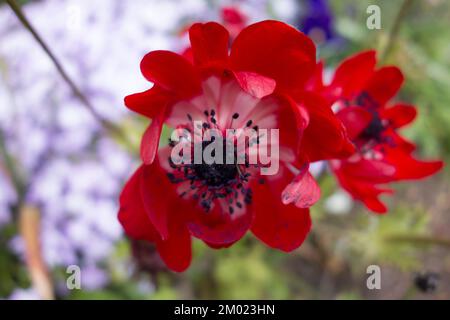 Red Poppy Flower with Branches in the Background Stock Photo