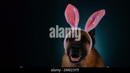 Pet celebrates Catholic Easter. Happy German Shepherd with pink Easter bunny ears portrait closeup. Studio photo of dog inside on dark blue background Stock Photo