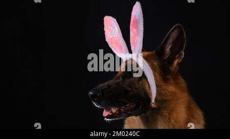 German Shepherd dog with pink Easter bunny ears portrait in profile closeup. Studio photo of dog inside on dark background. Horizontal web banner with Stock Photo