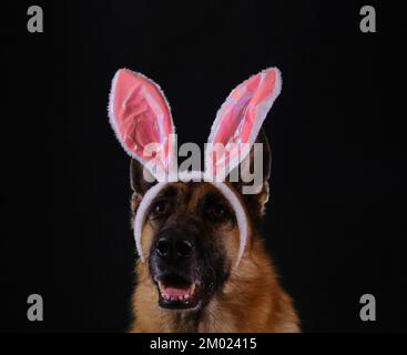Pet celebrates Catholic Easter as person. Beautiful German Shepherd with pink Easter bunny ears portrait close-up. Studio photo of happy dog inside on Stock Photo