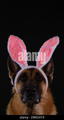 Beautiful German Shepherd with pink Easter bunny ears portrait close-up. Studio photo of dog inside on dark background. Greeting card with copy space. Stock Photo